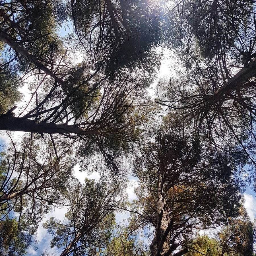 צמרות העצים במלוא תפארתם