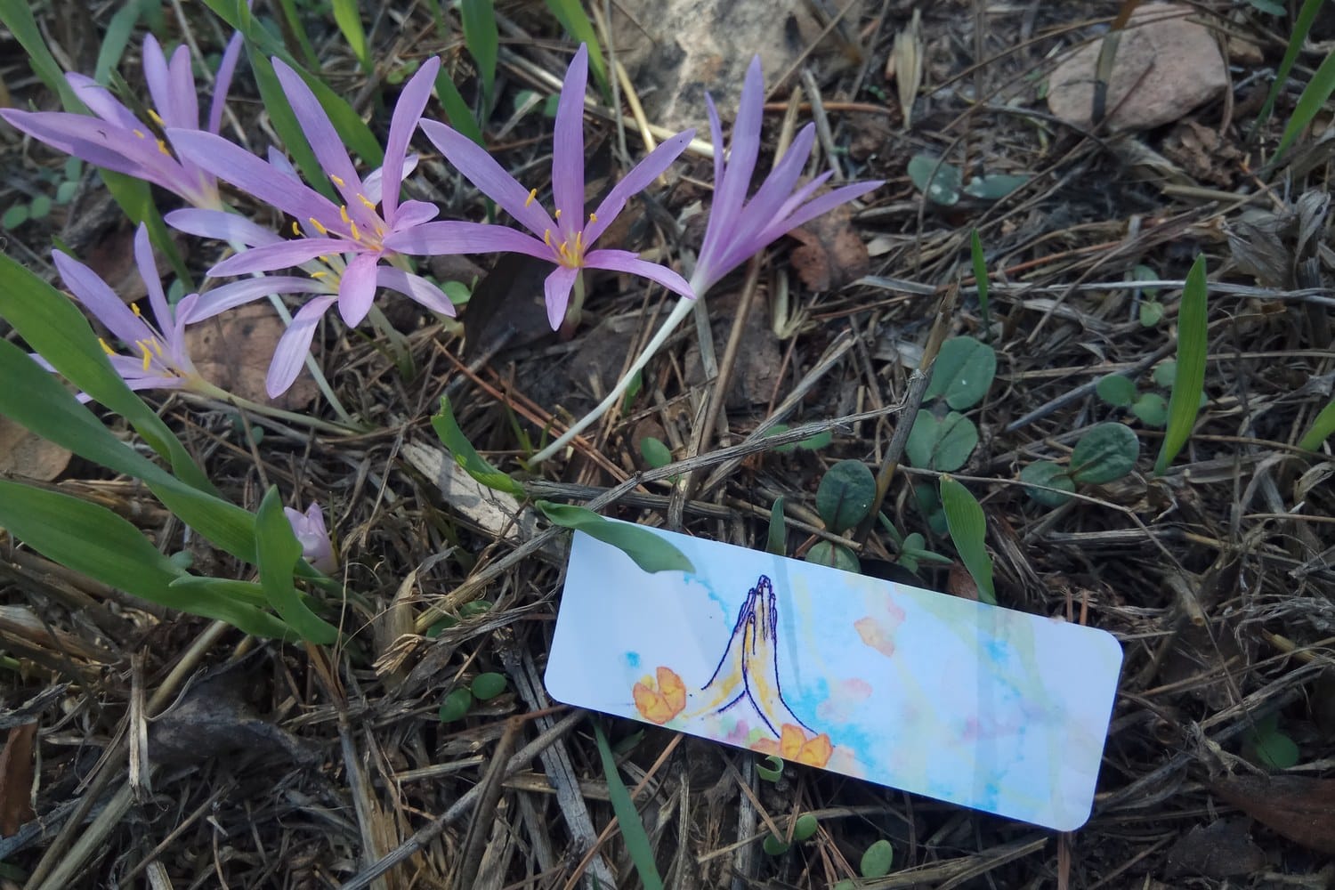 קלף הודיות הפוך על האדמה, בין סתווניות סגולות